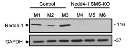 Nedd4-1 antibody | knockout validation | BD Biosciences 611480 figure 1