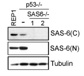 hSAS-6  antibody | knockout validation | Santa Cruz Biotechnology sc-376836 figure 1