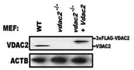 VDAC2  antibody | knockout validation | Abcam ab37985 figure 1