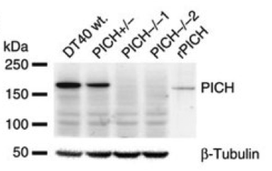 PICH  antibody | knockout validation | Abcam ab57434 figure 1