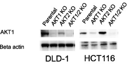 AKT1  antibody | knockout validation | Santa Cruz Biotechnology sc-55523 figure 1