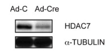 HDAC7  antibody | knockout validation | Abcam ab12174 figure 1