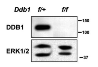 DDB1  antibody | knockout validation | Epitomics 3821-1 figure 1