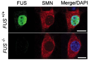 FUS/TLS  antibody | knockout validation | Abcam ab70381 figure 1