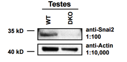 Snai2  antibody | knockout validation | Santa Cruz sc-10436 figure 1