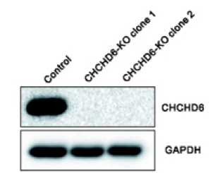 CHCHD6  antibody | knockout validation | Proteintech 20639-1-AP figure 1