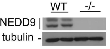 NEDD9 antibody | knockout validation | ImmuQuest IQ296 figure 1