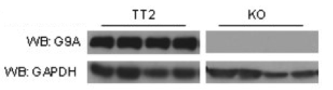 G9a antibody | knockout validation | R&D Systems PP-A8620A-00 figure 1