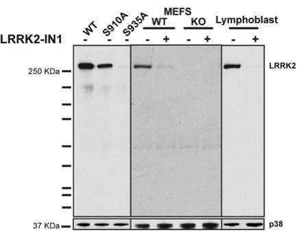 Phospho LRRK2  antibody | knockout validation | Epitomics 5099-1 figure 1