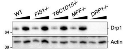 Drp1 antibody | knockout validation | BD 8/DLP1 figure 1
