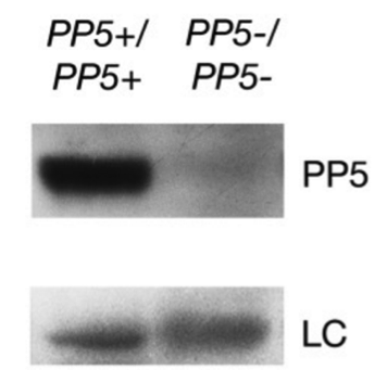 PP5 antibody | knockout validation | Abnova H00005536-B01 figure 1
