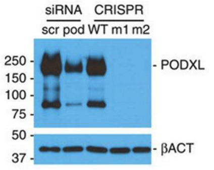 hPODXL antibody | knockout validation | R&D Systems AF1658 figure 1