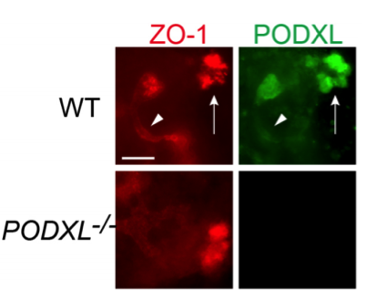 hPODXL antibody | knockout validation | R&D Systems AF1658 figure 2