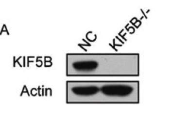 KIF5B antibody | knockout validation | Abcam ab167429 figure 1
