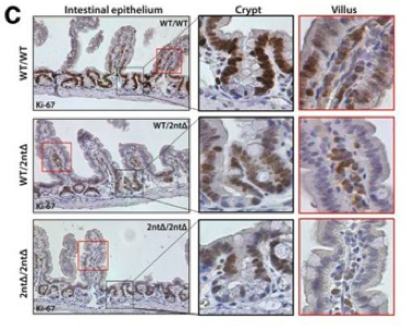 Ki67 antibody | knockout validation | Abcam ab16667 figure 1