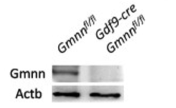 Geminin antibody | knockout validation | Bioworld BS7535 figure 1