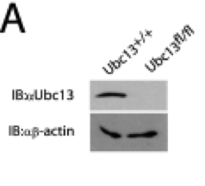 Ubc13 antibody | knockout validation | Invitrogen/Zymed 37-1100 figure 1