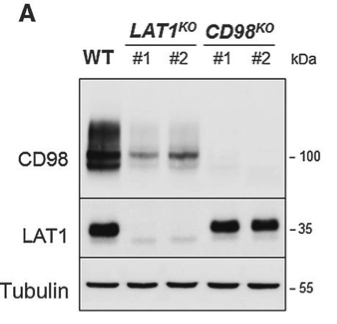 CD98 antibody | knockout validation | Santa Cruz Biotechnolgy SC-9160 figure 1