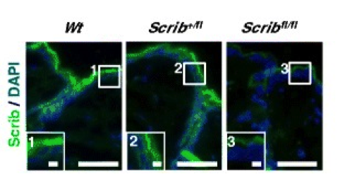 Scrib antibody | knockout validation | Santa Cruz Biotechnology sc-11049 figure 1