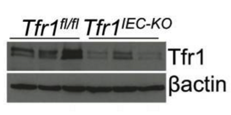 Tfr1 antibody | knockout validation | Life Technologies 13-6890 figure 1