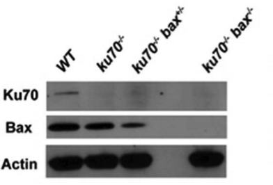 Ku70 antibody | knockout validation | NeoMarkers N3H10 figure 1