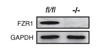 FZR1 antibody | knockout validation | Abcam ab3242 figure 1