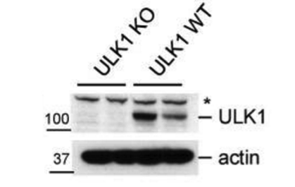 ULK1 antibody | knockout validation | Sigma-Aldrich A7481 figure 1