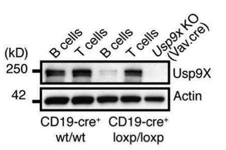 Usp9X antibody | knockout validation | Genentech 4B3.1.1 figure 1