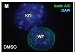 Prelamin-A antibody | knockout validation | Millipore BABT345 figure 1