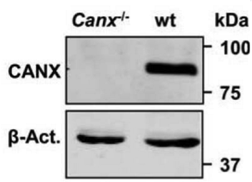 calnexin antibody | knockout validation | Millipore MAB3126 figure 1