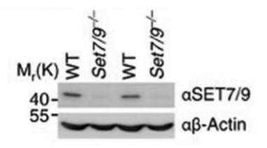 SET7/9 antibody | knockout validation | Cell Signaling Technology 2813 figure 1