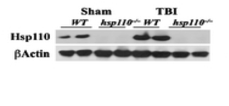 Hsp110 antibody | knockout validation | Santa Cruz Biotechnology sc-1804 figure 1