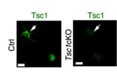 Tsc1 antibody | knockout validation | Pierce (ThermoFisher Scientific) PA5-18506 figure 1