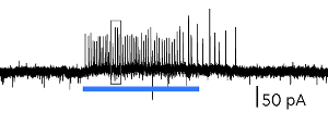 Optogenetics figure 7