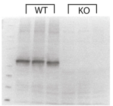 FMO5 antibody | knockout validation | Proteintech 13699-1-AP figure 1