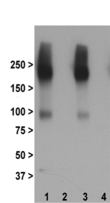 mGlu3 antibody | knockout validation | Abcam ab166608 figure 1