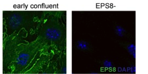 EPS8 antibody | knockout validation | BD Bioscience 610144 figure 2
