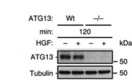 ATG13 antibody | knockout validation | Sigma-Aldrich SAB4200100 figure 1