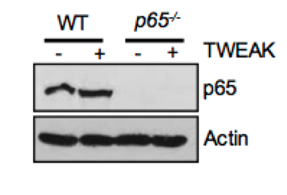 p65 antibody | knockout validation | Santa Cruz Biotechnology sc-8008 figure 1