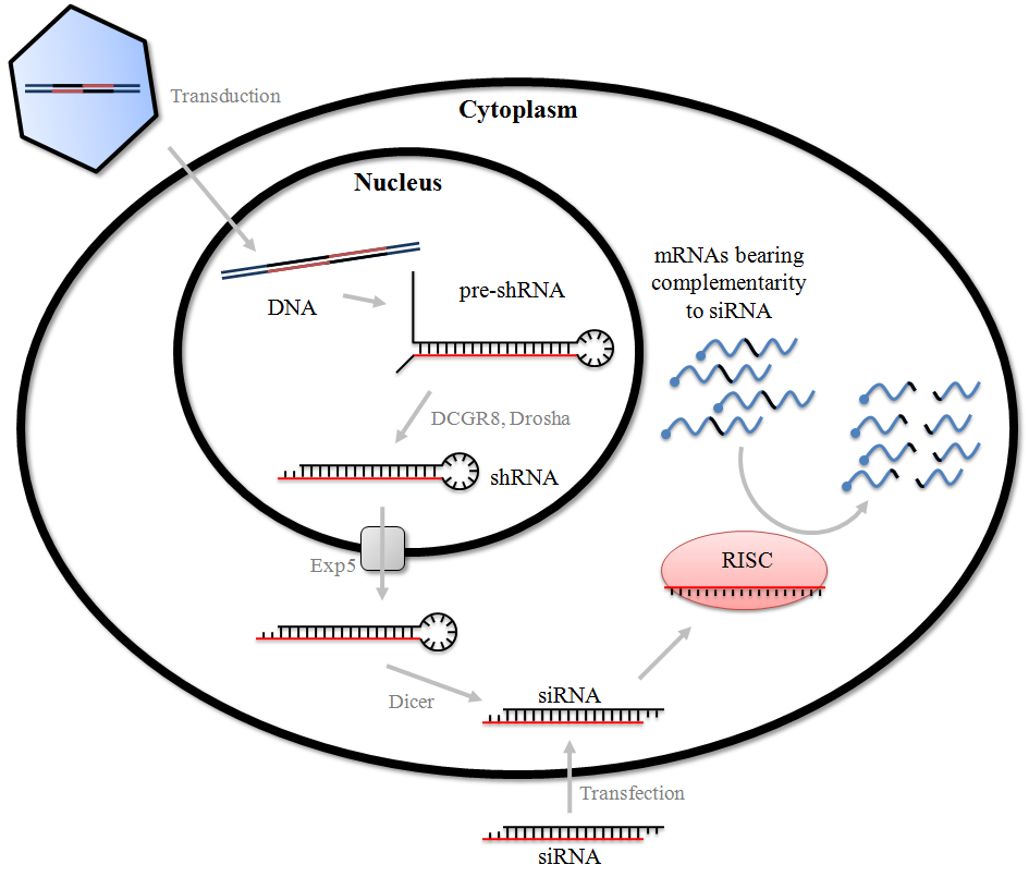 short hairpin rna