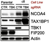 TBK1 antibody | knockout validation | Cell Signaling 3504S figure 1