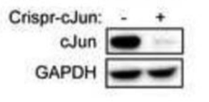 c-Jun antibody | knockout validation | Cell Signaling 9165 figure 1