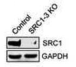 SRC1 antibody | knockout validation | Cell Signaling 2191 figure 1