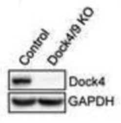 Dock4 antibody | knockout validation | Bethyl A302-263A figure 1