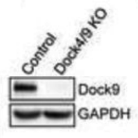Dock9 antibody | knockout validation | Bethyl A300-530A figure 1