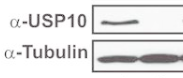 USP10 antibody | knockout validation | Cell Signaling 8501 figure 1