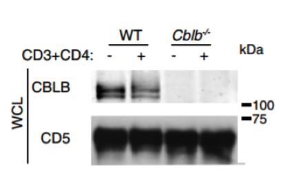 CBLB antibody | knockout validation | Santa Cruz sc-376409 figure 1