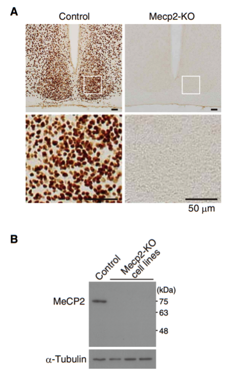 MeCP2 antibody | knockout validation | Cell Signaling 3456 figure 1