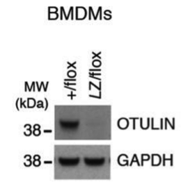 OTULIN antibody | knockout validation | Cell Signaling 14127 figure 1