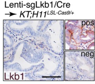 Lkb1 antibody | knockout validation | Cell Signaling 13031P figure 1